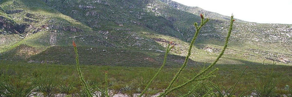 MAPIMI